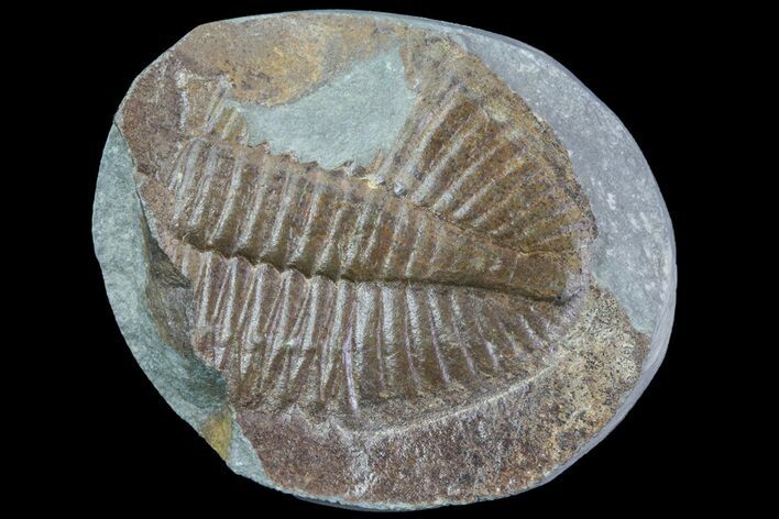 Partial Ogyginus Cordensis - Classic British Trilobite #75921